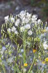 American burnweed